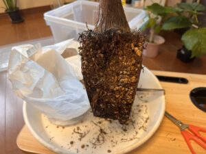 パキラを鉢から抜いた直後の様子