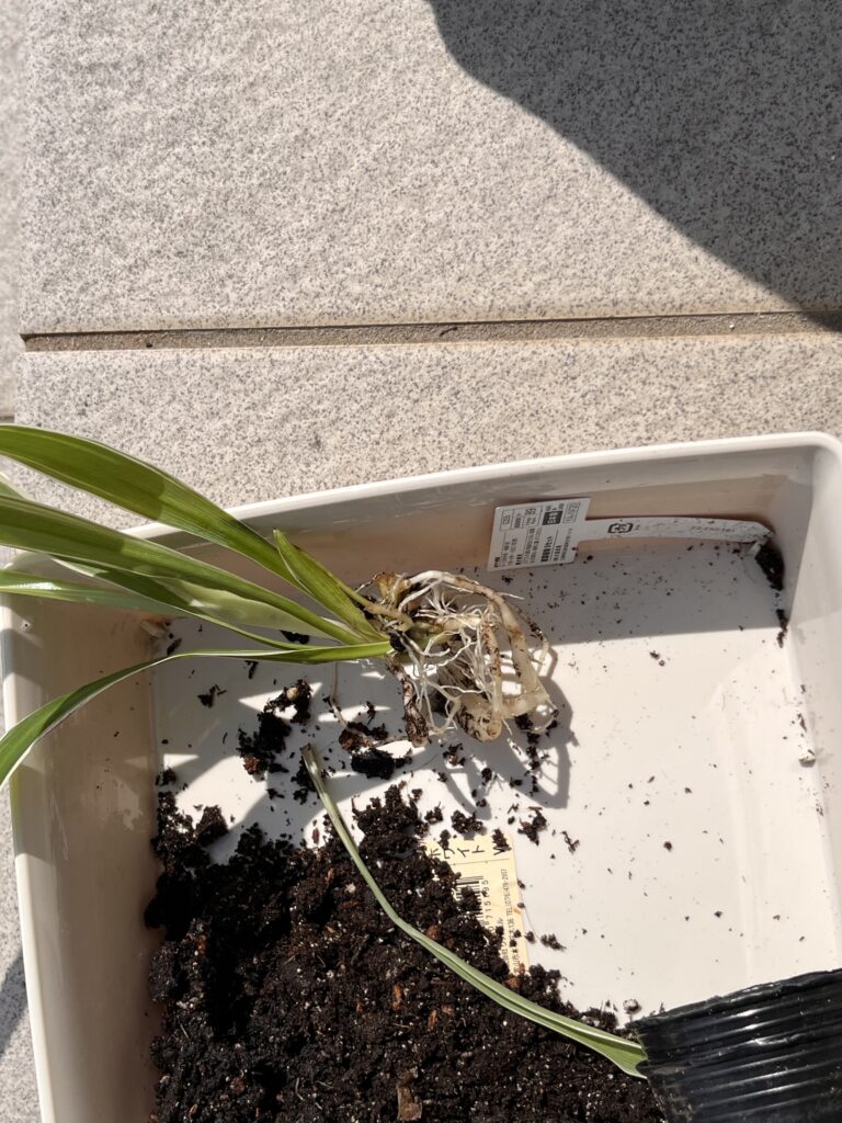 購入時のオリヅルランの根っこの様子