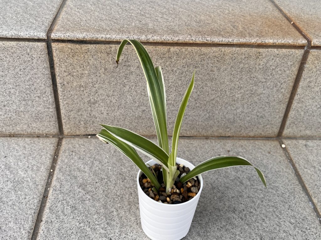 植え替え直後のオリヅルラン