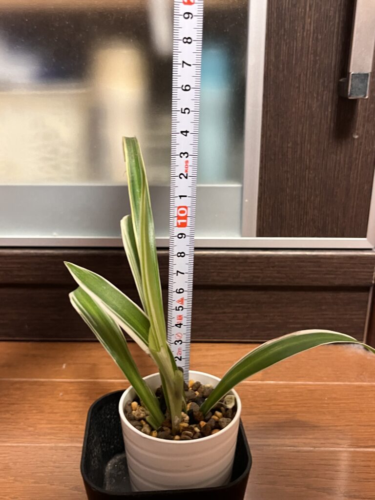 植え替え直後のオリヅルランのサイズを測る様子