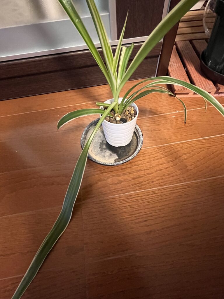 購入1か月後のオリヅルラン、葉っぱがダラリとなっている様子