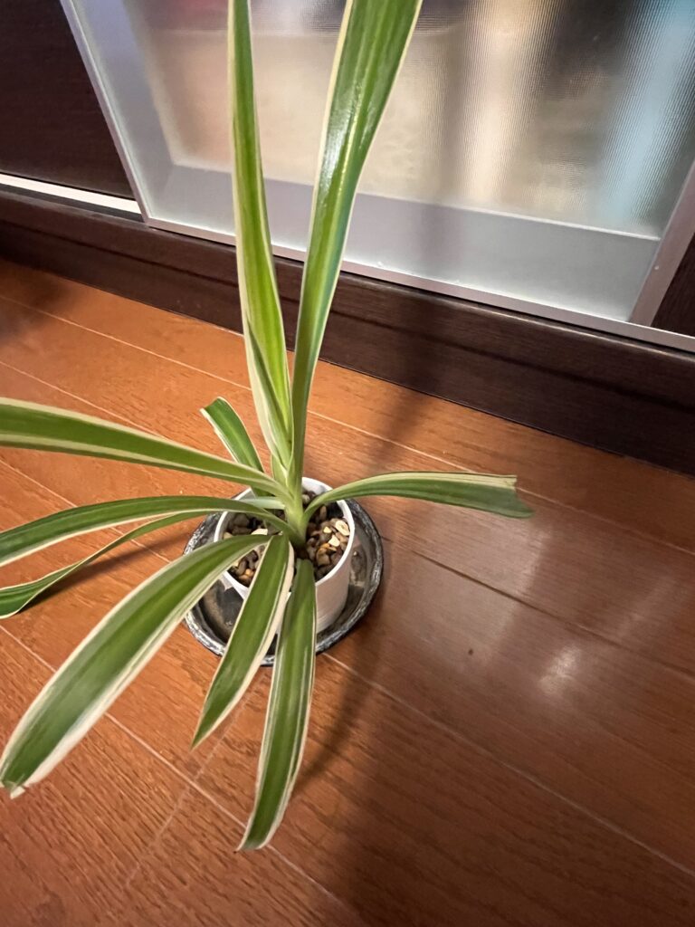 購入1か月後のオリヅルランの様子