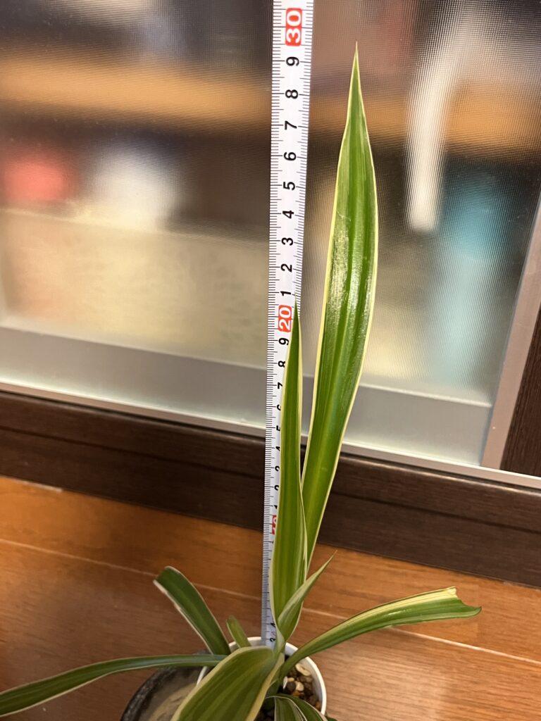 購入1か月後のオリヅルランのサイズを測る様子