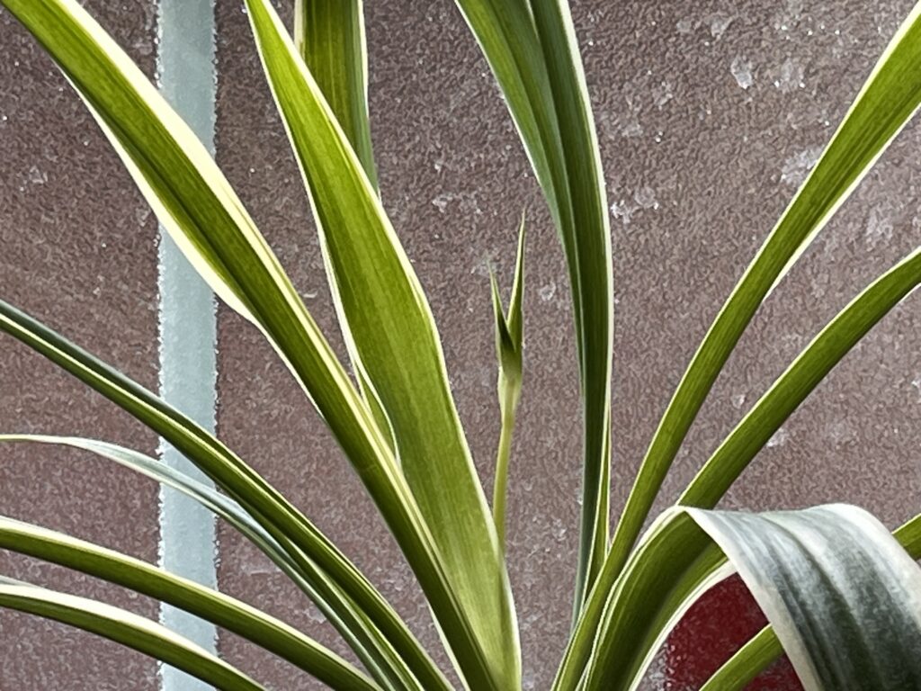 ランナーが出たオリヅルランの様子①