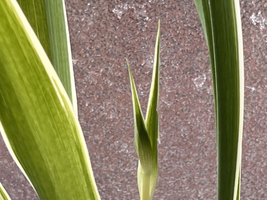 ランナーが出たオリヅルランの様子②