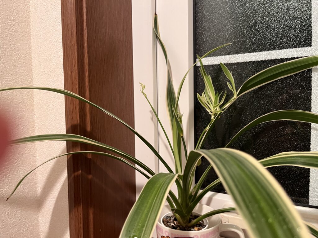 購入6か月後のオリズルランの様子