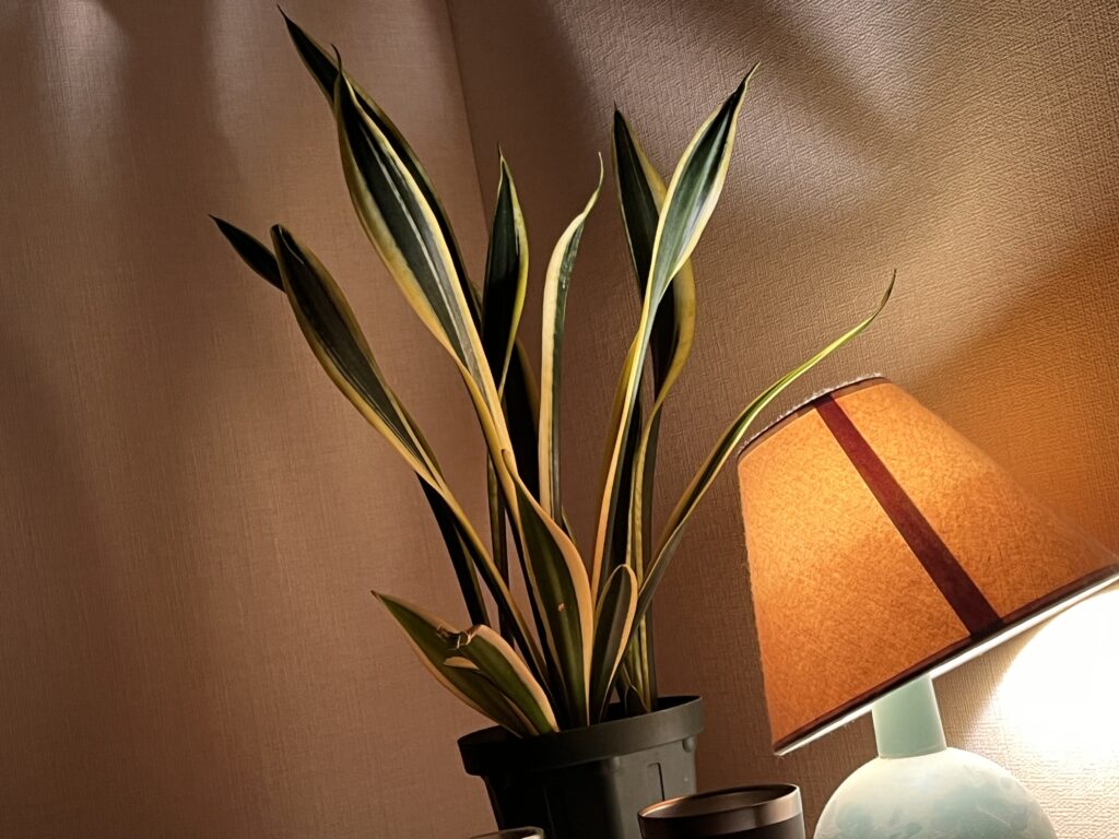 寝室のサンセベリア