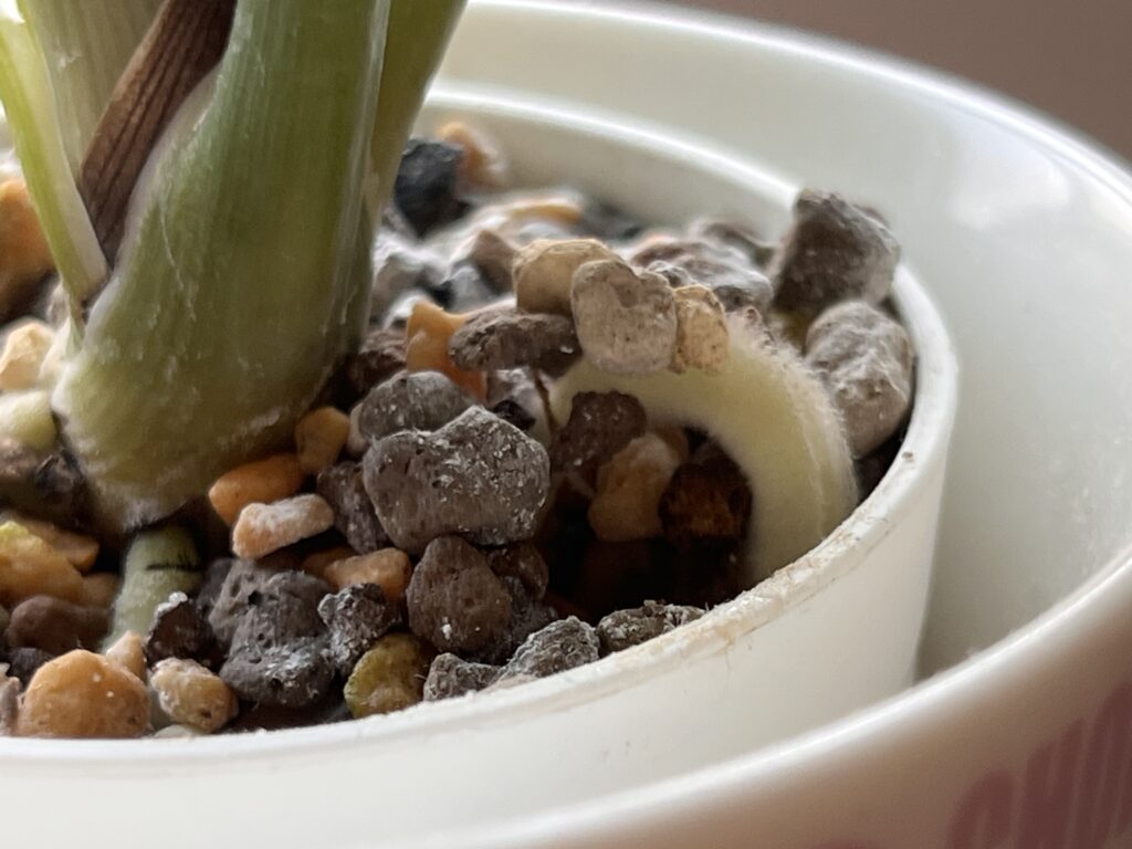 鉢の上から根っこが出ているオリヅルランの様子