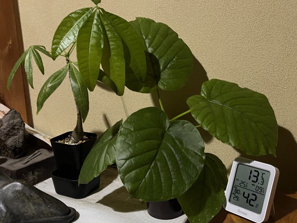 2025年12月31のパキラ、ウンベラータの様子