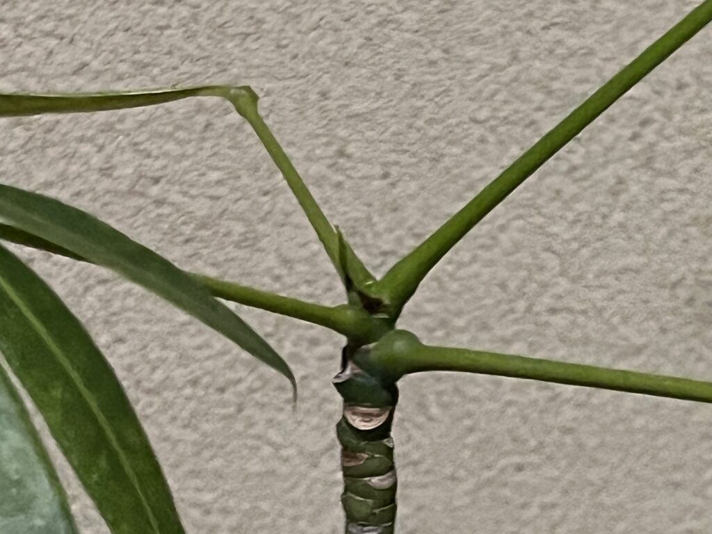 2025年12月31のパキラの天芽の様子