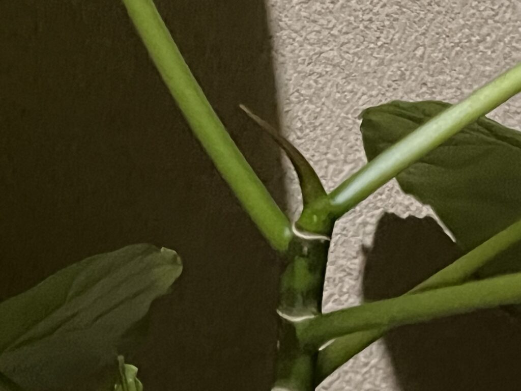 2025年12月31のウンベラータの天芽の様子