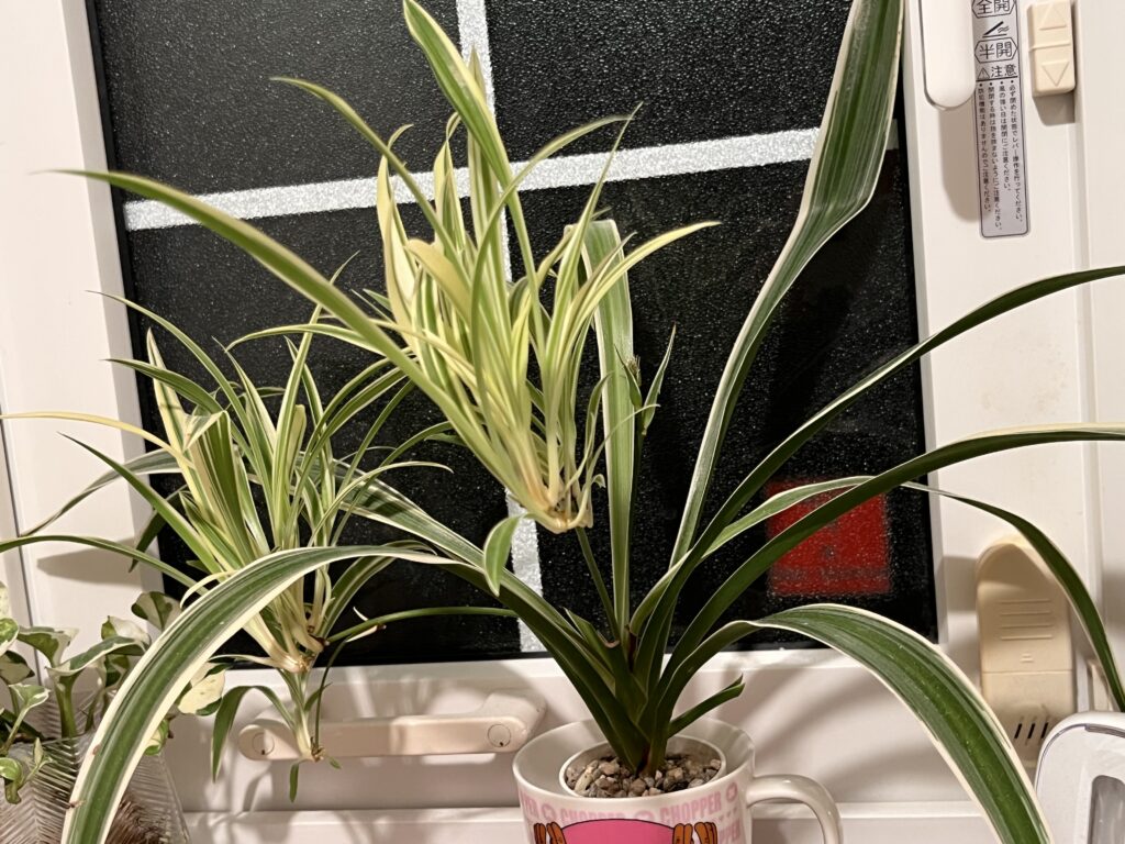 2026年1月のオリヅルランの様子