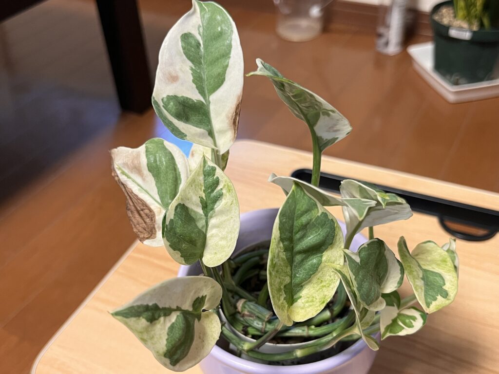 2026年1月のポトスの様子