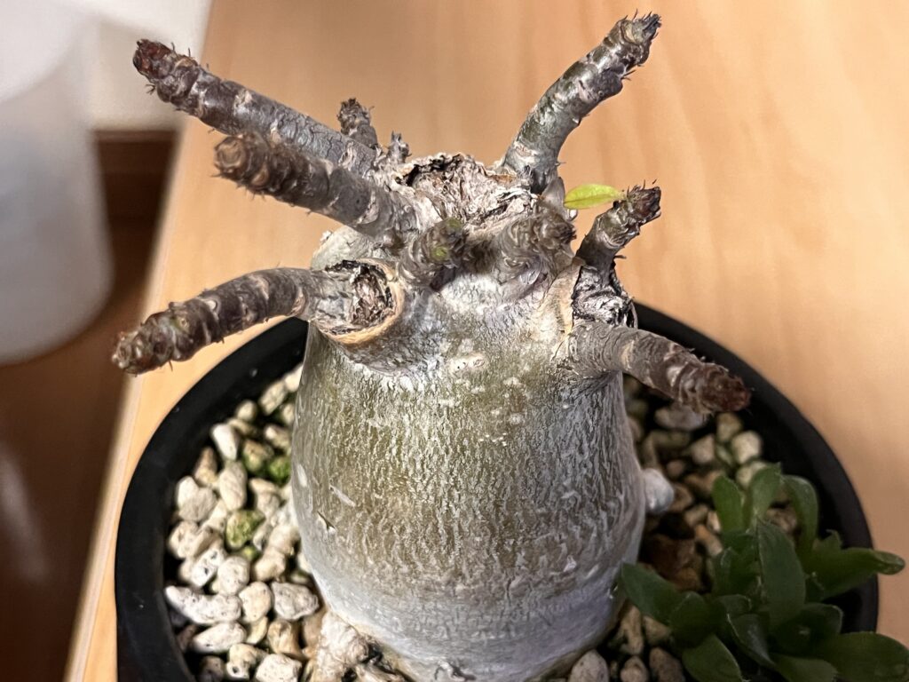 葉っぱを落としたアデニウム