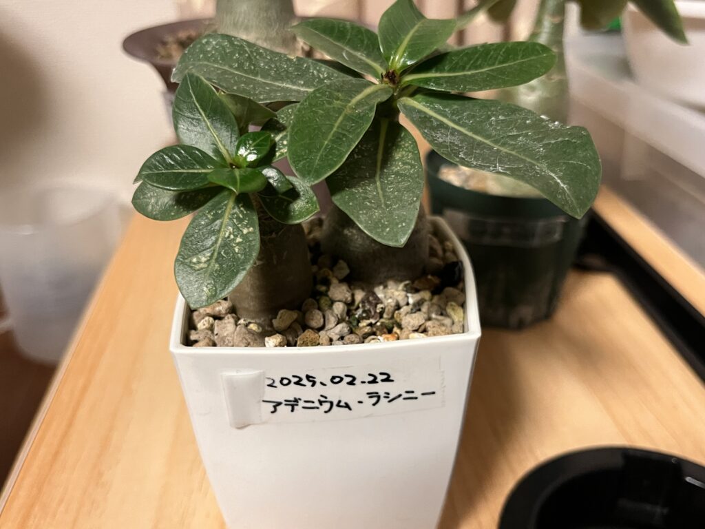 アデニウム・ラシニー