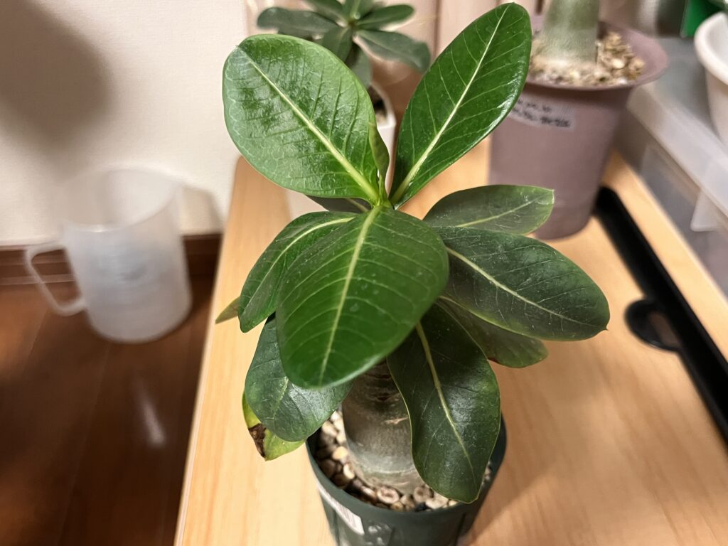 アデニウム・イエメン