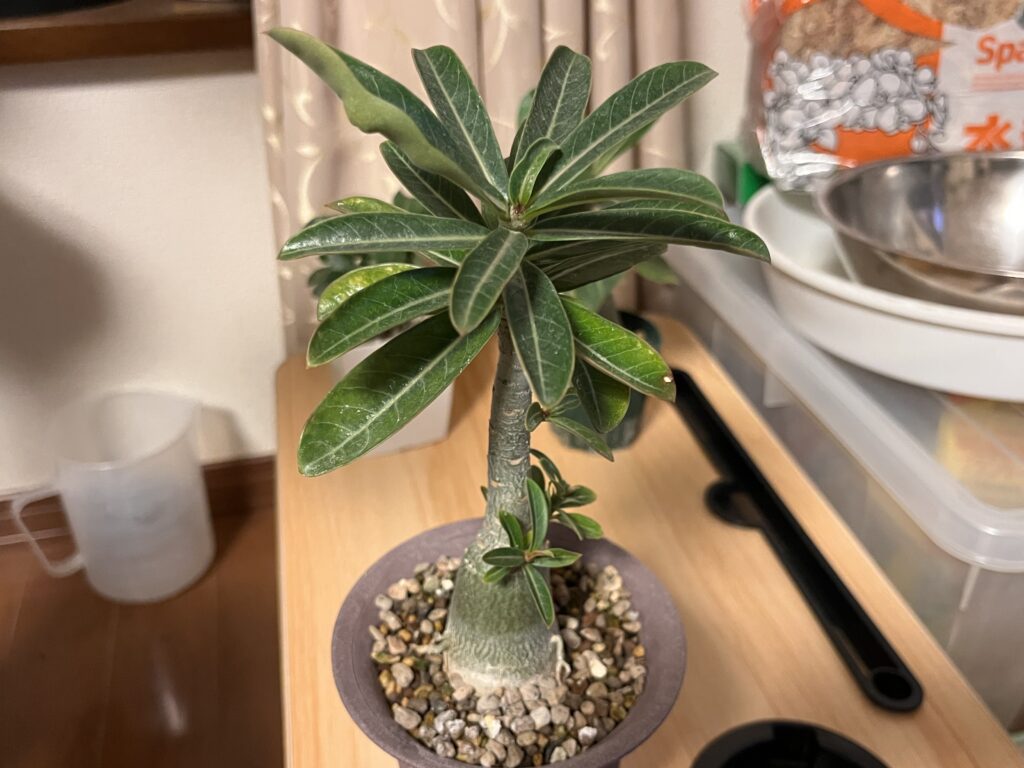 アデニウム・オベスム