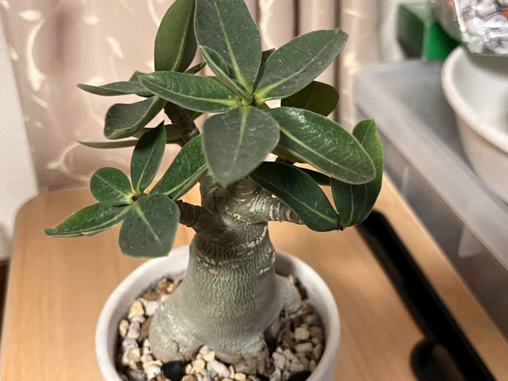 アデニウム・アラビカム