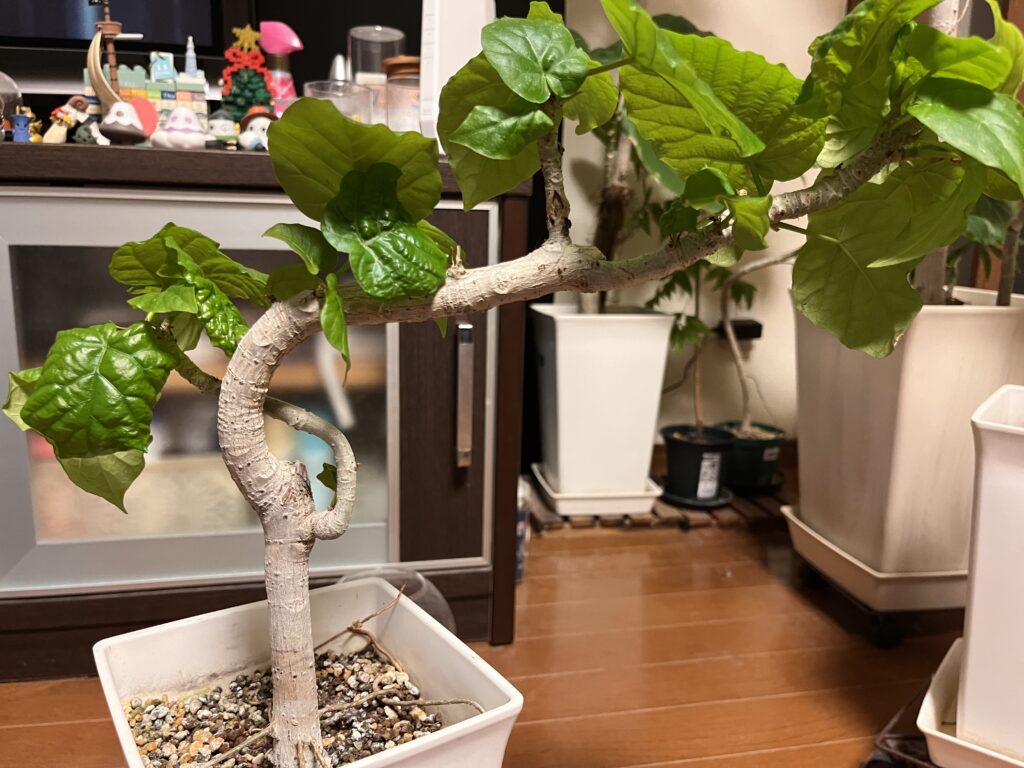 曲がりウンベラータ①