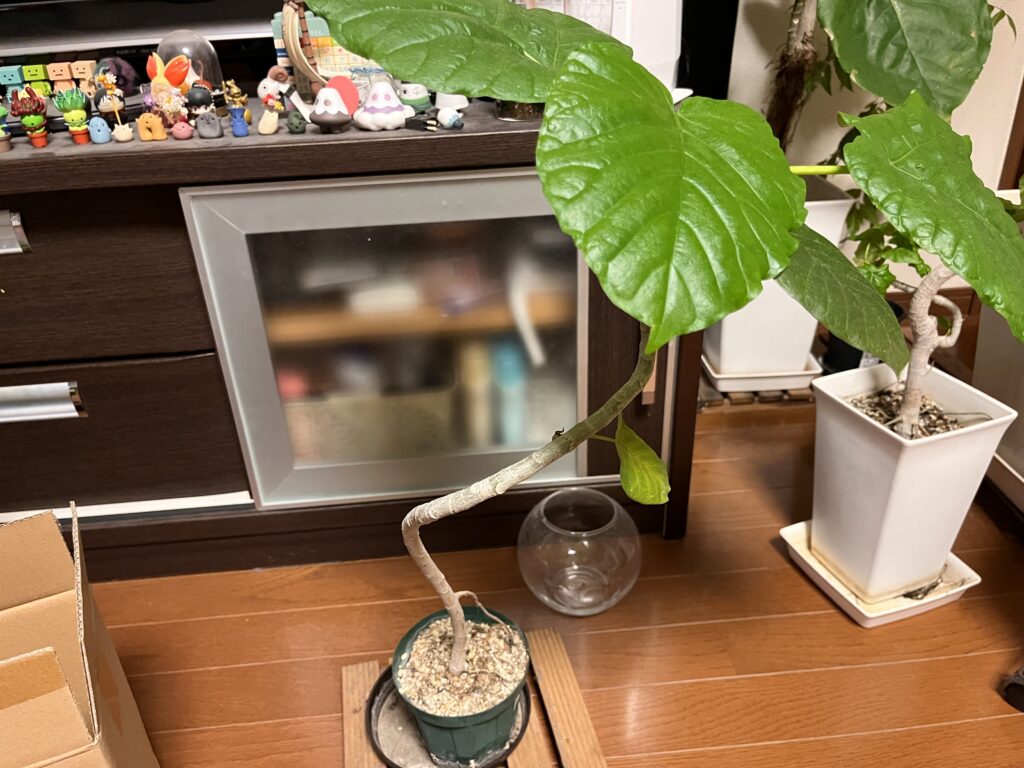 曲がりウンベラータ①