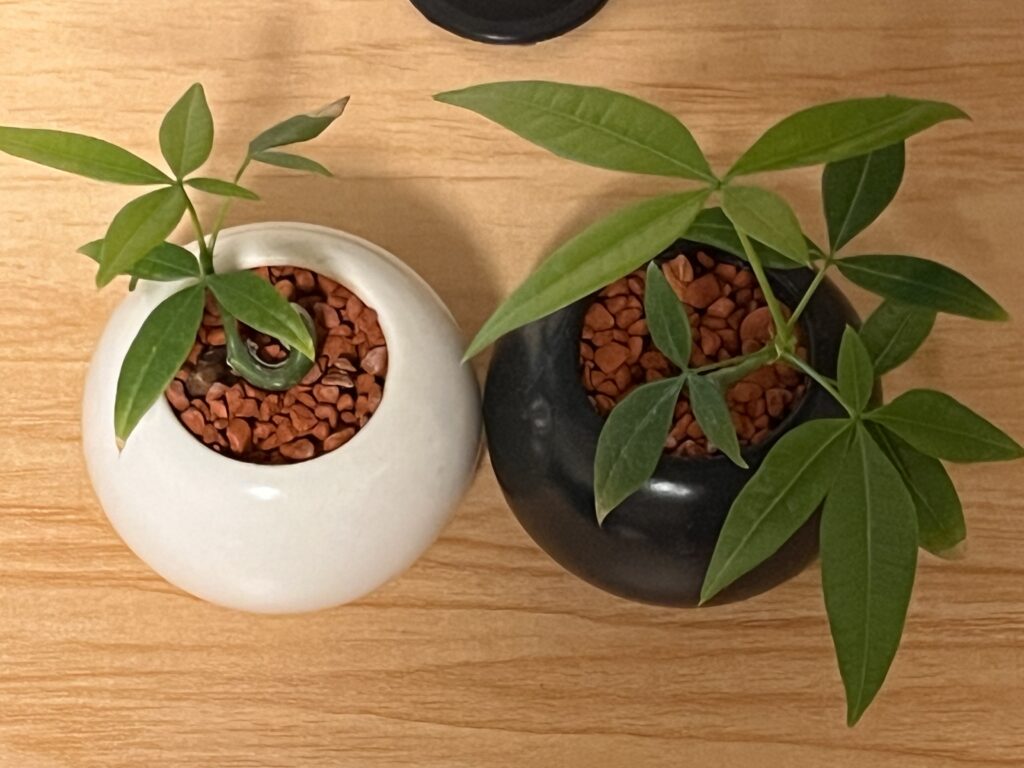 植え替え2か月後の様子②