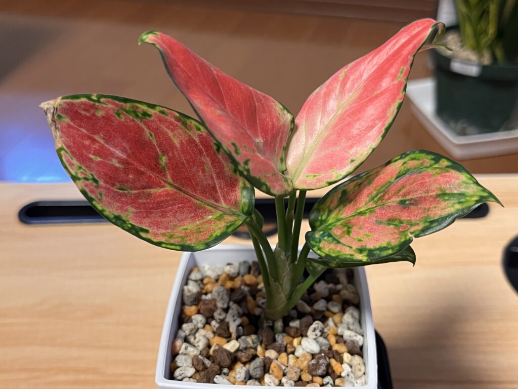 アグラオネマ植え替え1か月後の様子（正面）