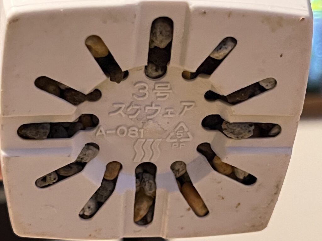 アグラオネマ植え替え1か月後の様子（鉢底）