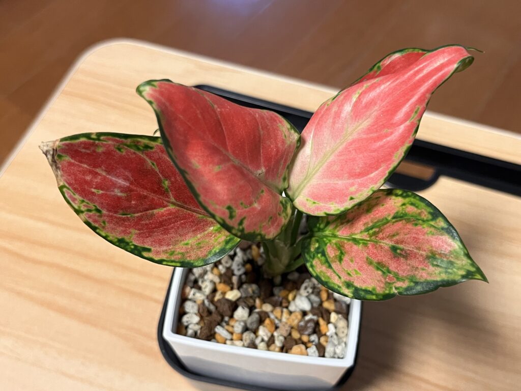 アグラオネマ植え替え2週間後の様子（上から）