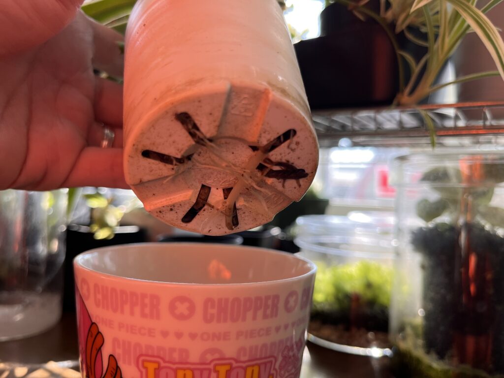 鉢底から根っこが出ているオリヅルランの様子