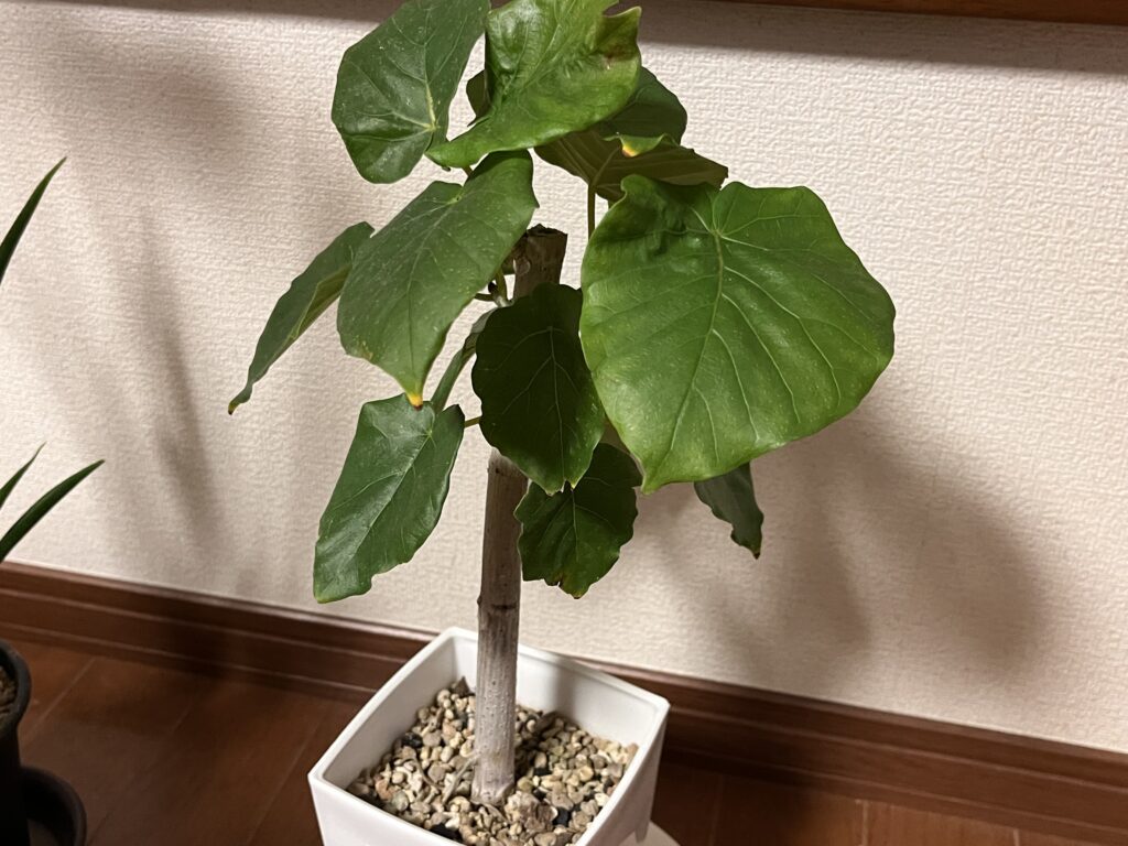 葉っぱが生えたウンベラータ