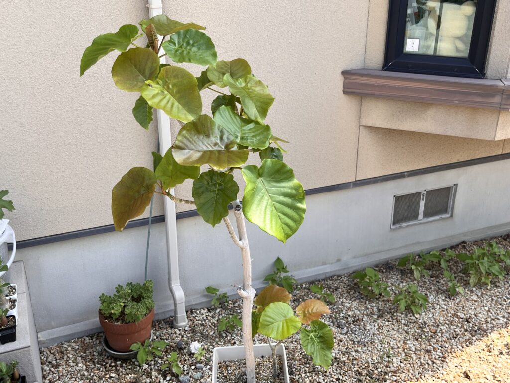 天芽を残したウンベラータの2ヶ月後の様子