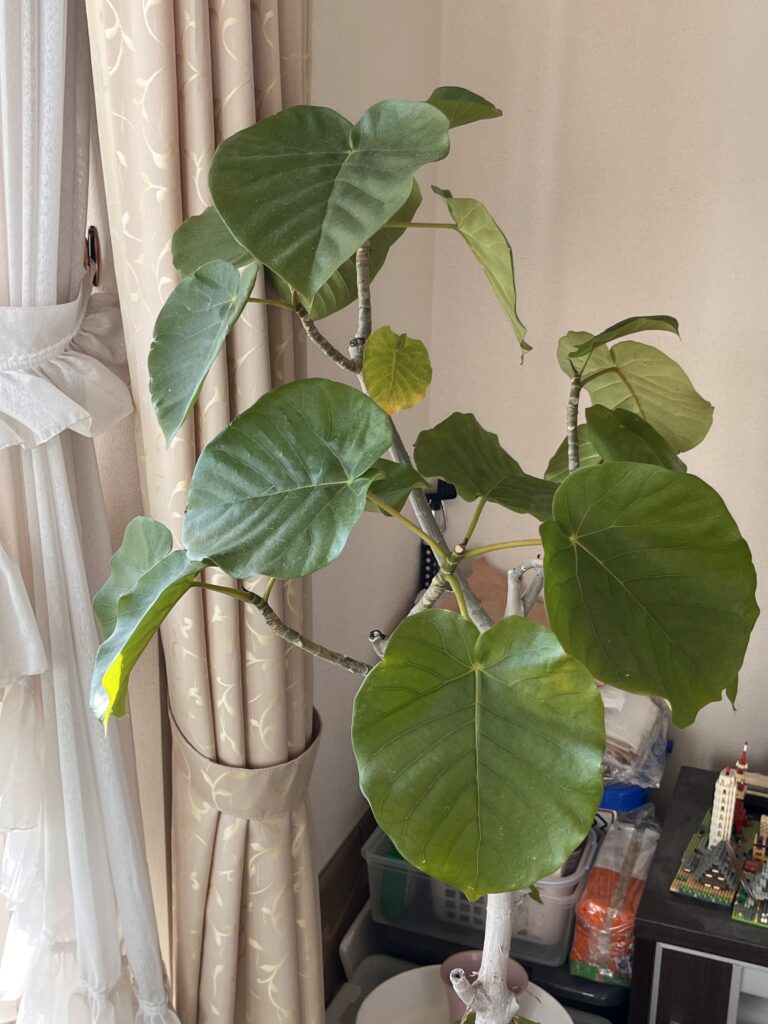 室内に取り込み後2ヶ月経ったウンベラータの葉数