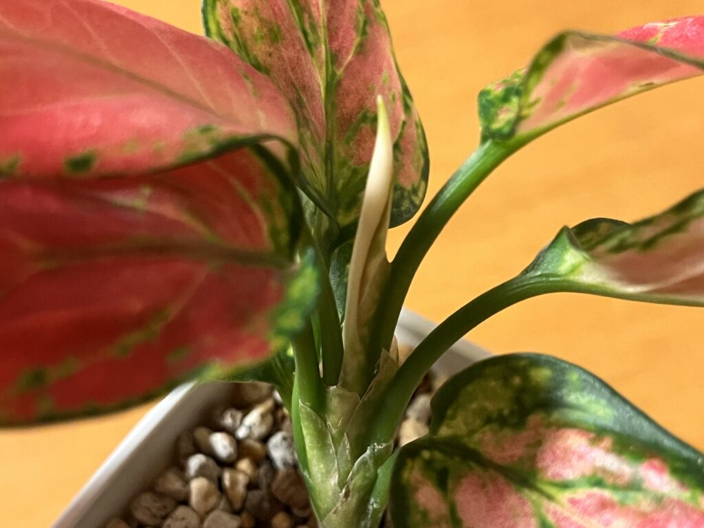 アグラオネマの新芽②