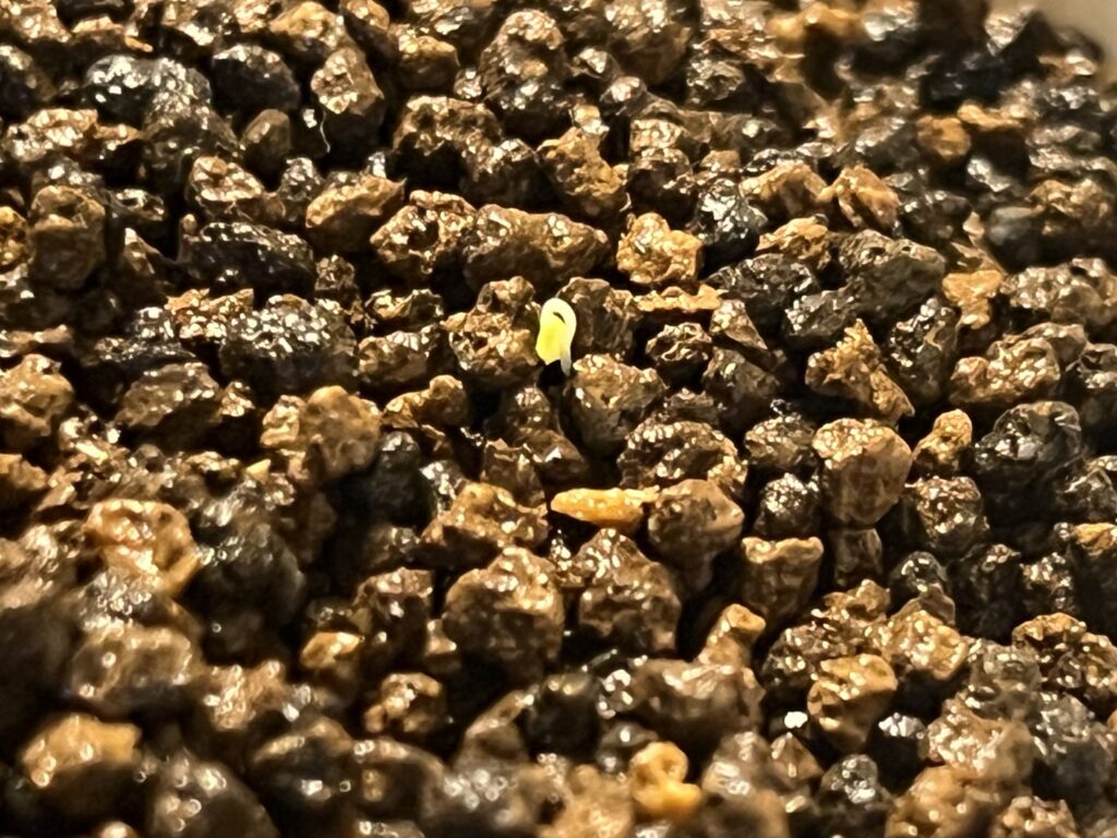 覆覆土あり_発芽の様子①