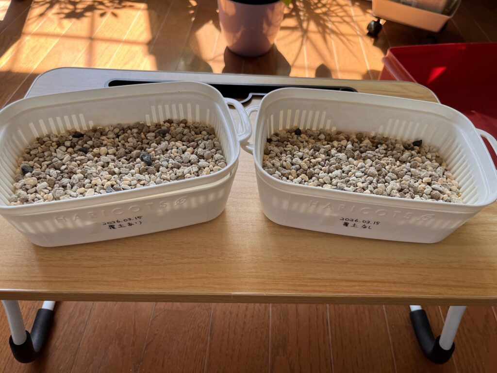 トレイの6割くらい用土を入れた様子