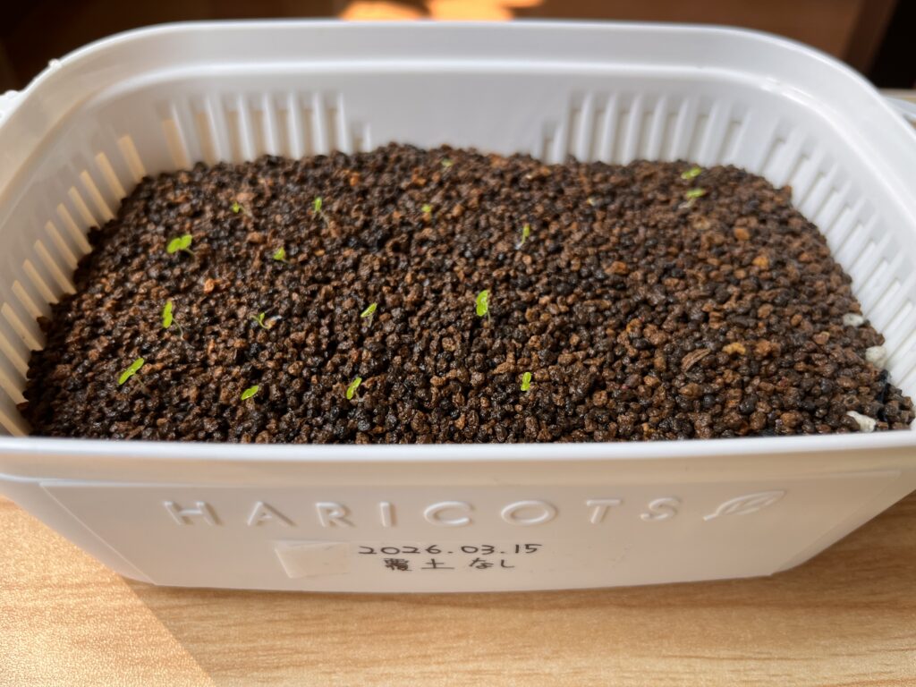 覆土なしの様子