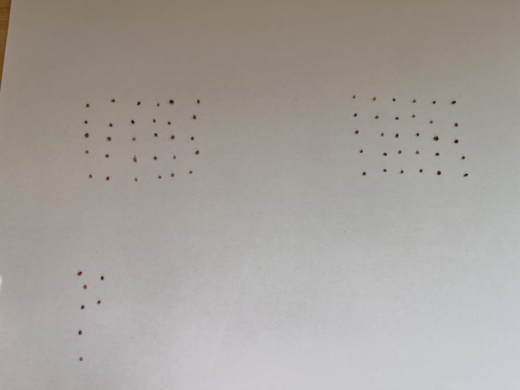 ペティオラリスの種を並べた様子