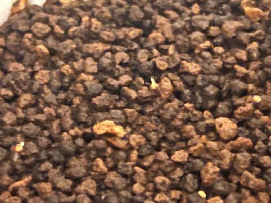 覆土なし_発芽の様子①