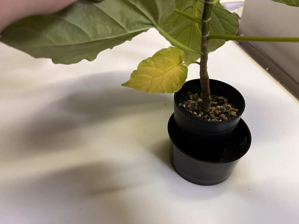 黄色くなったウンベラータの葉っぱ