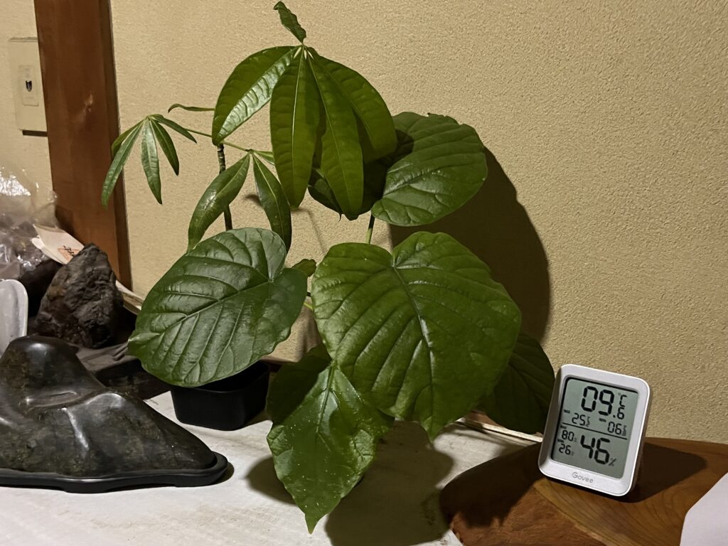 2026年1月28日のパキラとウンベラータ