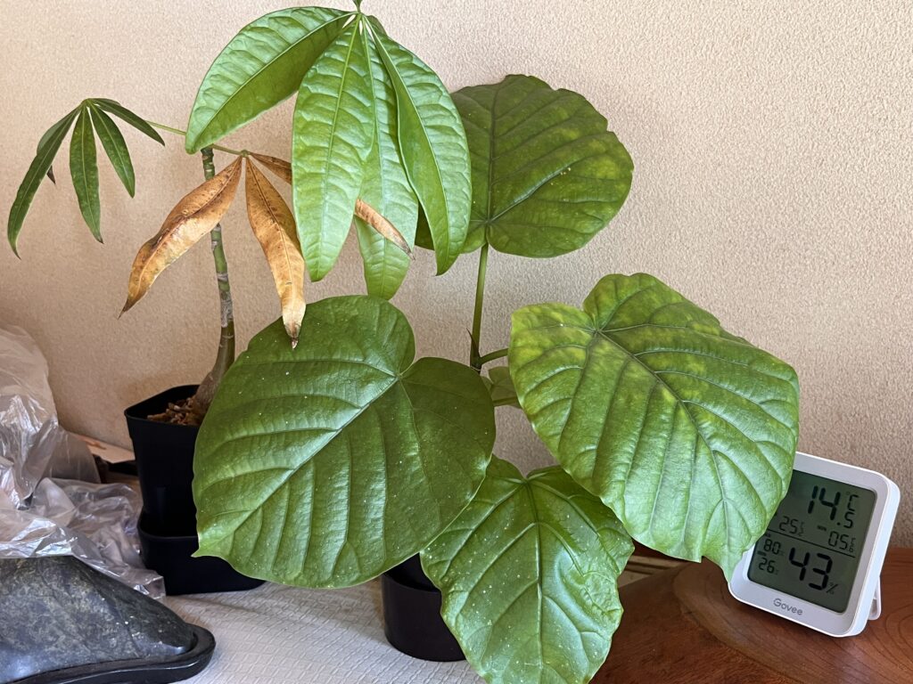 3ヶ月後のパキラとウンベラータ