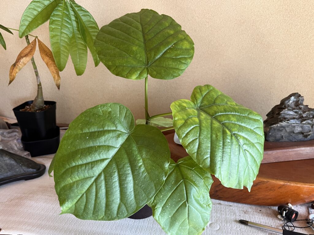 3ヶ月後のウンベラータ