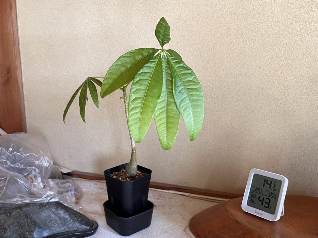 3ヶ月後のパキラ