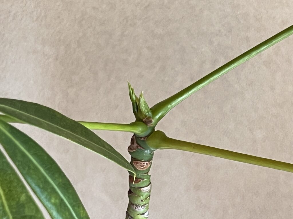 新芽が展開しそうなパキラ