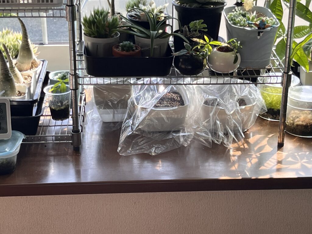 出窓においている様子