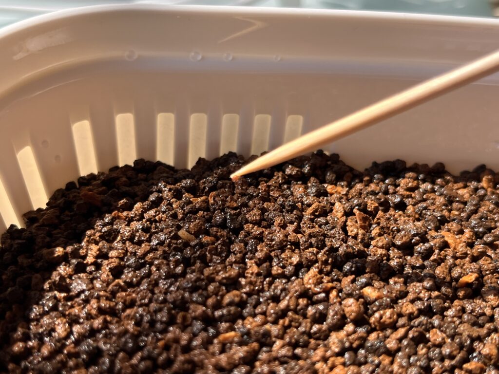 竹串を使い播種している様子