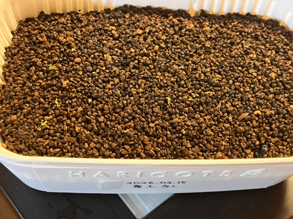 覆土なし_全体の様子