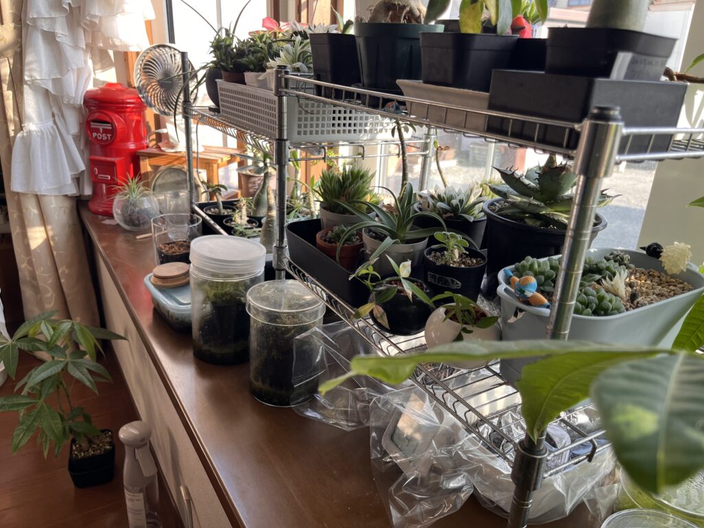 ペティオラリスを置いている場所