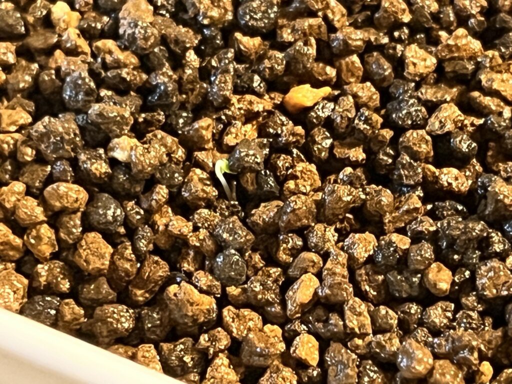 覆土あり_発芽の様子②