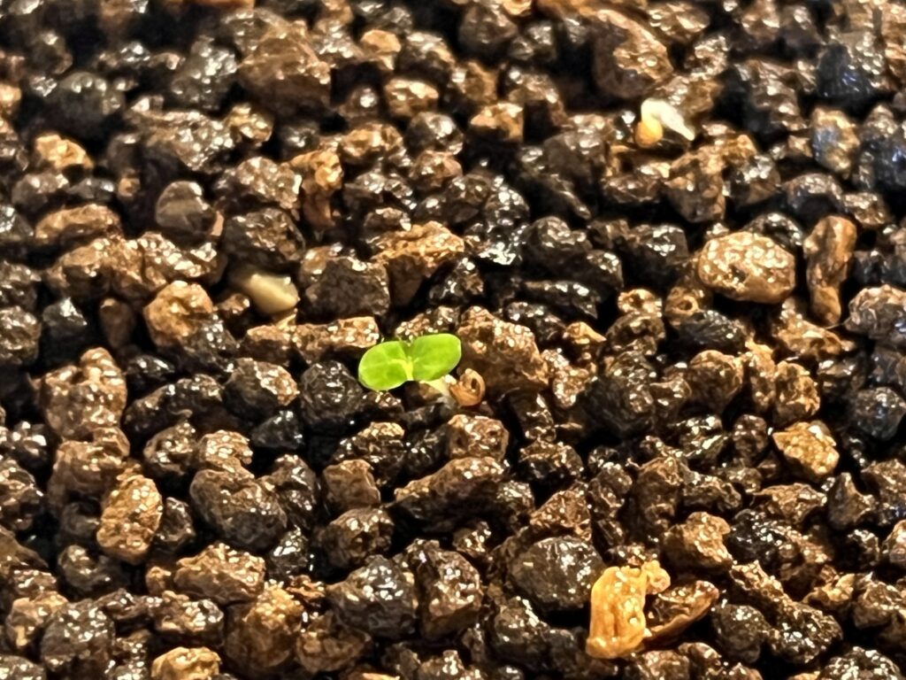 覆土なし_双葉になった様子